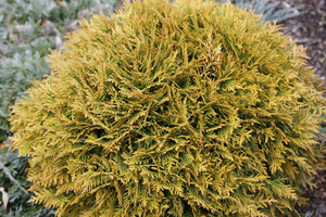 Thuja occidentalis 'Miriam'