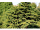 Picea abies 'Wiches Broom'