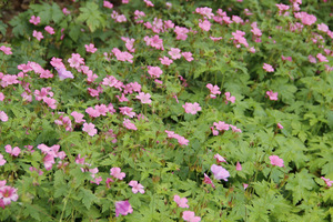 Niskie bodziszki (Geranium oxonianum 'Rose Clair') mają zaletę - kwitną i niektóre ładnie pachną przy dotyku