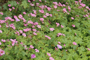 Niskie bodziszki (Geranium oxonianum 'Rose Clair') mają zaletę - kwitną i niektóre ładnie pachną przy dotyku