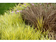 Trawy w towarzystwie turzyc (Carex flagellifera) - barwne i atrakcyjne zestawienie