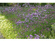 Szczypiorek siedmiolatka jako namiastka trawnika