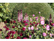 Burgundowe dalie i różowe eukomisy