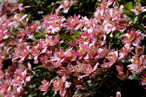 Clematis montana 'Broughton Star'