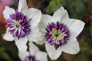 Clematis florida 'Sieboldii'