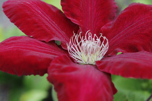 Clematis 'Rebecca'