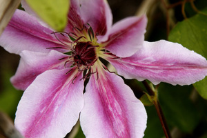 Clematis 'Nelly Moser'