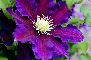 Clematis 'The Vagabond'