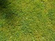 Ten trawnik nie jest idealny, trzeba zastosować herbicyd selektywny np. Bofix, aby zlikwidować chwasty dwuliścienne