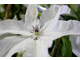 Clematis 'Beautiful Bride'