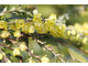 Mahonia x media