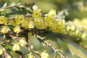 Mahonia x media