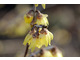 Chimonanthus praecox - zimokwiat ma pachnące kwiaty