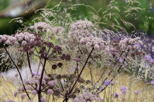 Angelica  sylvestris ‘Ebony'