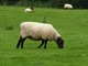 Na naturalnych łąkach rolę kosiarki pełni... owca
