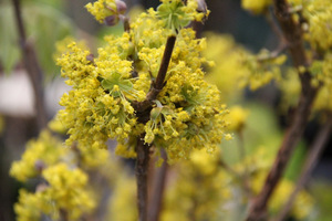 Cornus officinalis