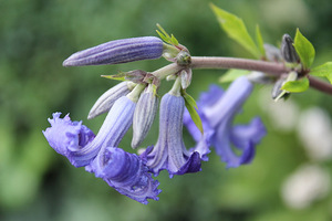 Clematis heracleifolia 'Cassandra'