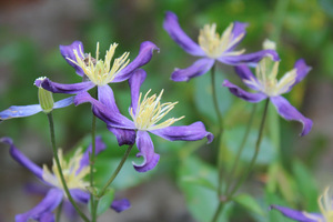 Clematis aromatica