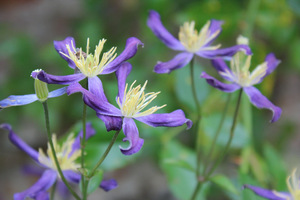 Clematis aromatica