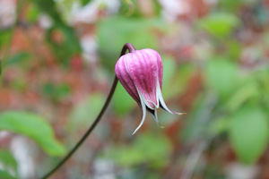 Clematis pitcheri