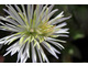 Clematis 'Crystal Fountain'