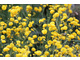 Ranunculus acris 'Flore Pleno'