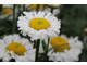 Leucanthemum 'Real Neat'