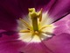 Wnętrze kwiatu tulipana