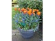 Jedna z propozycji obsadzeń donic roślinami cebulowymi: pomarańczowe tulipany i niebieskie szafirki