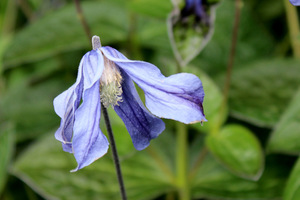 Clematis integrifolia