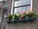 W Holandii cebulowe uprawia się powszechnie nawet w skrzynkach balkonowych