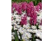 Różowe hiacynty i białe Anemone blanda "White Splendour"