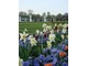 Narcyzy i tulipany posadzone wśród niebieskich braytków