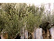 Drzewka oliwne można zastąpić gruszami wierzbolistnymi lub oliwnikami