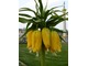 Fritillaria imperialis "Crown Imperial" o żótych kwiatach