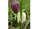 Fritillaria meleagris - mix kolorów