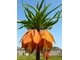 Fritillaria imperialis 