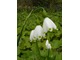 Leucojum aestivum