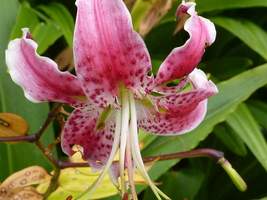 Lilium orientalis "Stargazer"