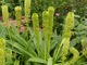 Eucomis 