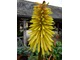 Kniphofia "Bee's Lemon" (Trytoma)