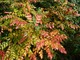Krzew mahonii przebarwia się jesienią