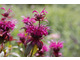 Monarda 'On Parade'