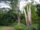 Dwa razy w ciągu 12 lat uderzył piorun w to drzewo (Sequoiadendron giganteum)