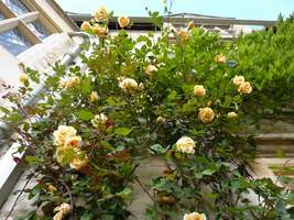 Rosa Climbing "Lady Hillingdon"