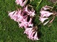 Bezlistne Crinum wykładają się pod ciężarem kwiatów na trawnik