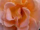Rosa "Rosemary Harkness"
