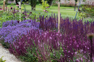 Salvia nemorosa 'Marcus' (niska), Salvia nemorosa 'Sensation Deep Rose' (różowa)