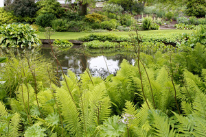 Athyrium filix-femina