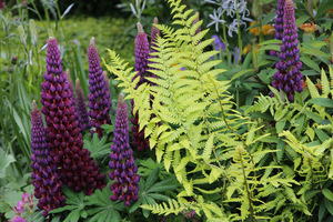 Athyrium filix-femina i łubin